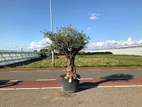 Olijfboom (olea europaea lessini) - afbeelding 1 van  1
