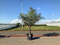 Olijfboom (olea europaea lessini) - afbeelding 1 van  1