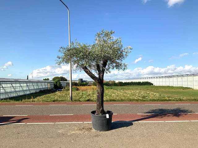 Olijfboom (olea europaea lessini) - afbeelding 1 van  1