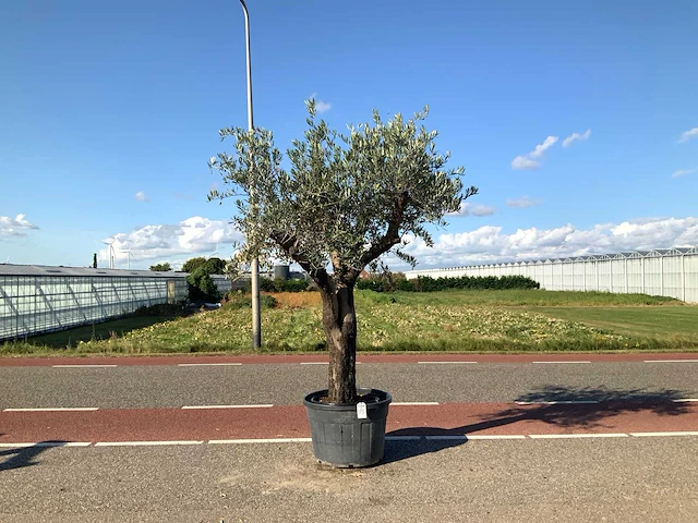 Olijfboom (olea europaea lessini) - afbeelding 1 van  1