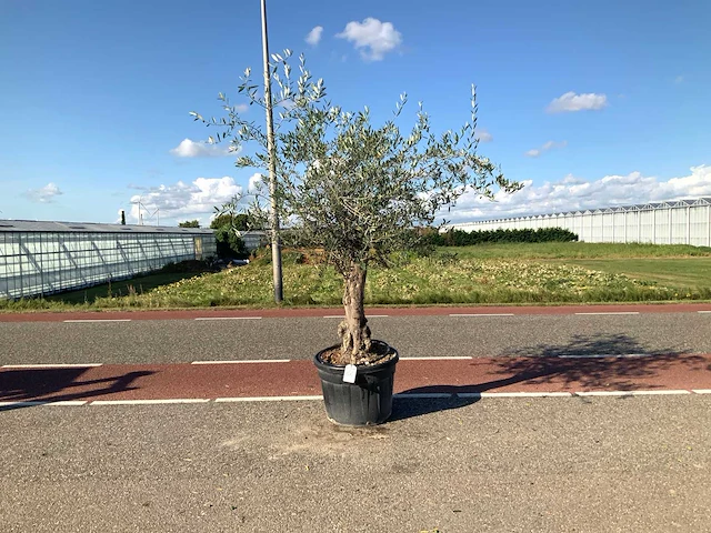 Olijfboom (olea europaea lessini) - afbeelding 1 van  1