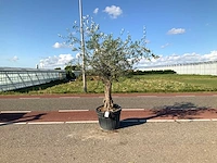 Olijfboom (olea europaea lessini) - afbeelding 1 van  1