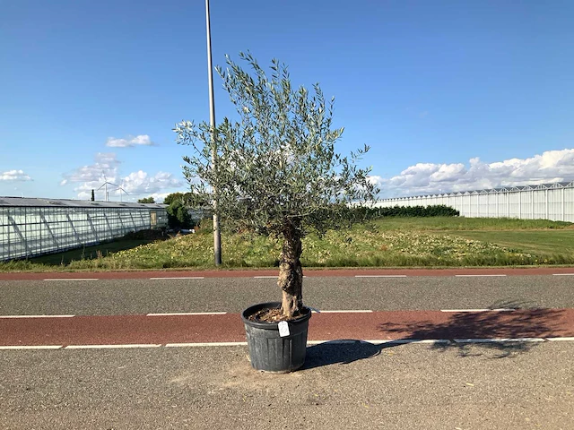 Olijfboom (olea europaea lessini) - afbeelding 1 van  1
