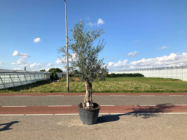 Olijfboom (olea europaea lessini) - afbeelding 1 van  1