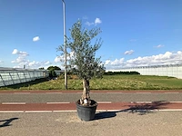 Olijfboom (olea europaea lessini) - afbeelding 1 van  1