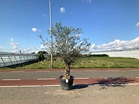 Olijfboom (olea europaea lessini) - afbeelding 1 van  1