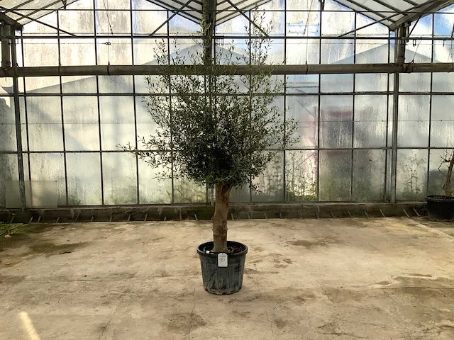 Olijfboom (olea europaea lessini) - afbeelding 1 van  1