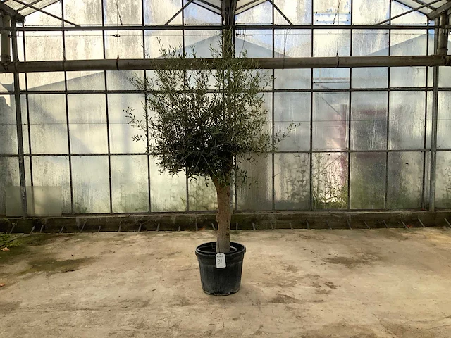 Olijfboom (olea europaea lessini) - afbeelding 1 van  1