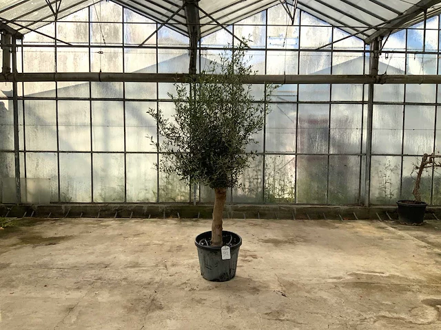 Olijfboom (olea europaea lessini) - afbeelding 1 van  1