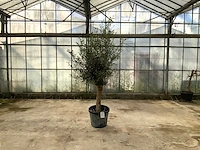 Olijfboom (olea europaea lessini) - afbeelding 1 van  1