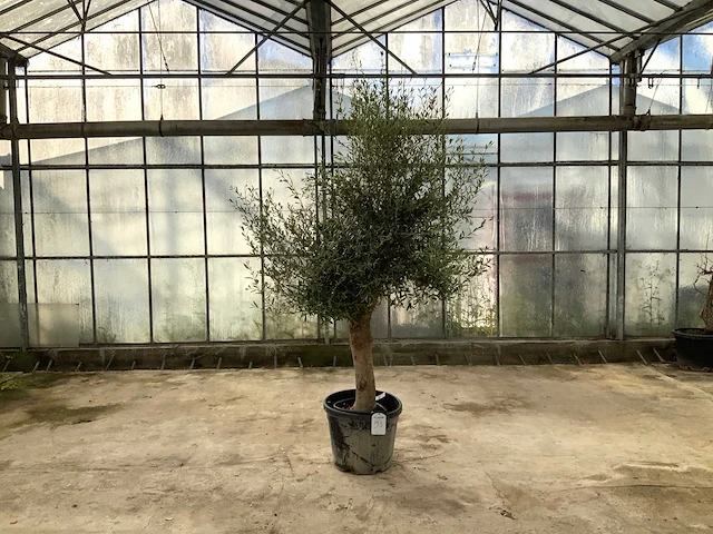 Olijfboom (olea europaea lessini) - afbeelding 1 van  1