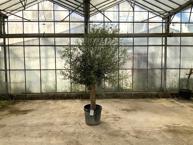 Olijfboom (olea europaea lessini) - afbeelding 1 van  1