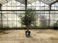 Olijfboom (olea europaea lessini) - afbeelding 1 van  1