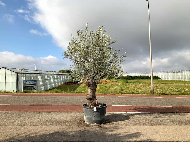 Olijfboom (olea europaea lessini) - afbeelding 1 van  1