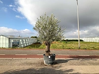 Olijfboom (olea europaea lessini) - afbeelding 1 van  1