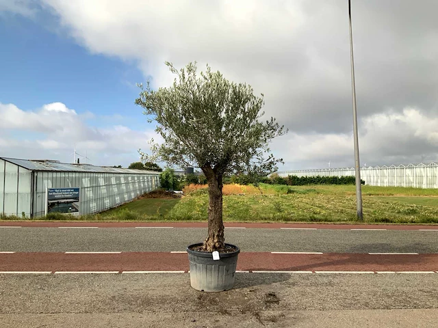 Olijfboom (olea europaea lessini) - afbeelding 1 van  1