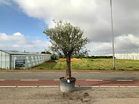 Olijfboom (olea europaea lessini) - afbeelding 1 van  1
