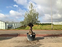 Olijfboom (olea europaea lessini) - afbeelding 1 van  1
