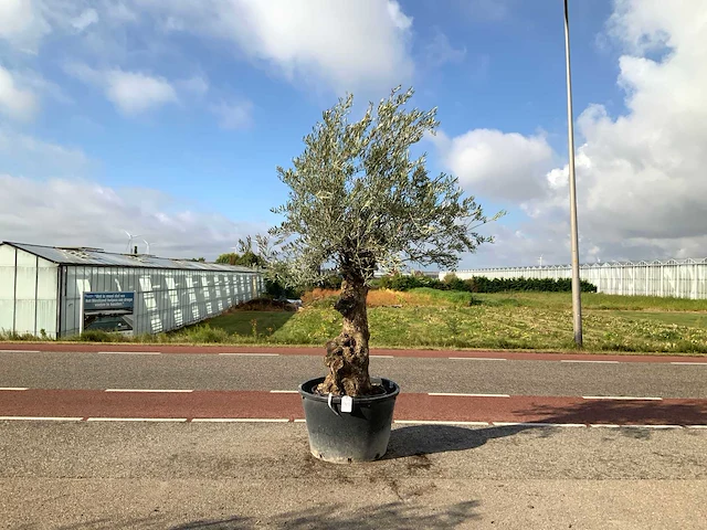 Olijfboom (olea europaea lessini) - afbeelding 1 van  1