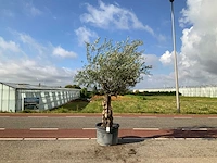 Olijfboom (olea europaea lessini) - afbeelding 1 van  1