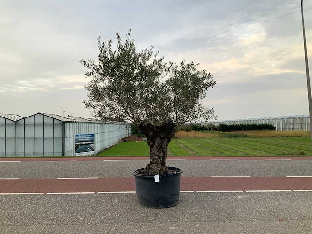 Olijfboom (olea europaea lessini) - afbeelding 1 van  1