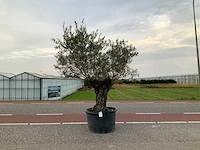 Olijfboom (olea europaea lessini) - afbeelding 1 van  1