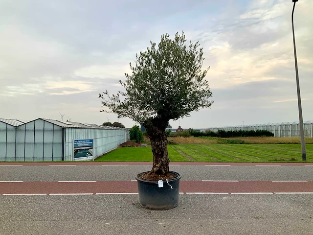 Olijfboom (olea europaea lessini) - afbeelding 1 van  1