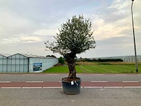 Olijfboom (olea europaea lessini) - afbeelding 1 van  1