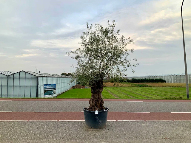 Olijfboom (olea europaea lessini) - afbeelding 1 van  1