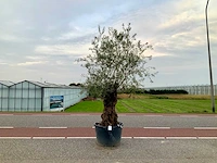 Olijfboom (olea europaea lessini) - afbeelding 1 van  1