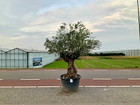 Olijfboom (olea europaea lessini) - afbeelding 1 van  1