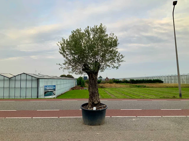 Olijfboom (olea europaea lessini) - afbeelding 1 van  1