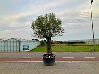 Olijfboom (olea europaea lessini) - afbeelding 1 van  1