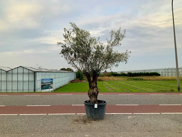 Olijfboom (olea europaea lessini) - afbeelding 1 van  1