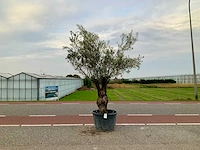Olijfboom (olea europaea lessini) - afbeelding 1 van  1