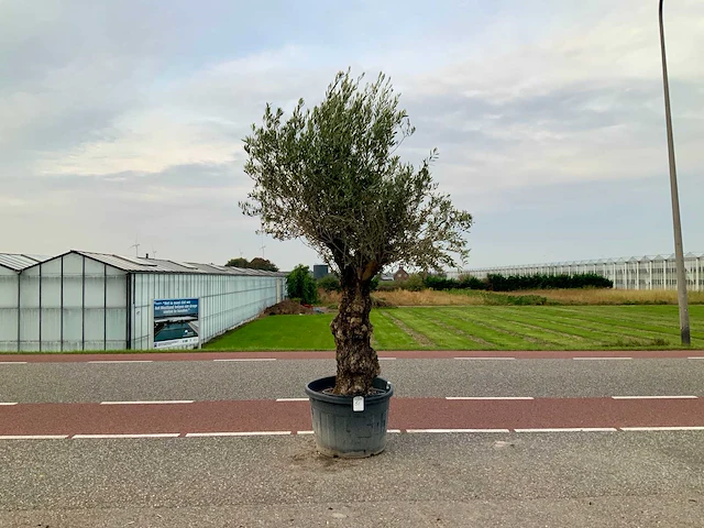 Olijfboom (olea europaea lessini) - afbeelding 1 van  1