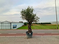 Olijfboom (olea europaea lessini) - afbeelding 1 van  1