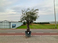Olijfboom (olea europaea lessini) - afbeelding 1 van  1