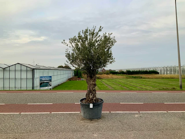 Olijfboom (olea europaea lessini) - afbeelding 1 van  1