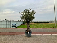 Olijfboom (olea europaea lessini) - afbeelding 1 van  1