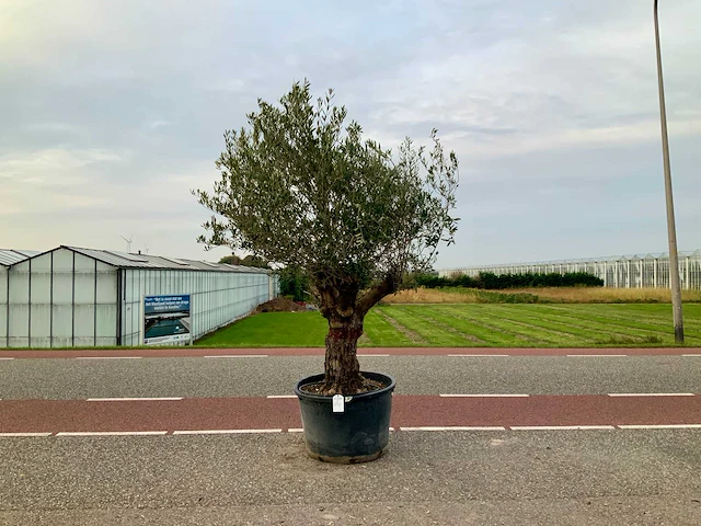 Olijfboom (olea europaea lessini) - afbeelding 1 van  1