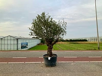 Olijfboom (olea europaea lessini) - afbeelding 1 van  1