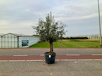 Olijfboom (olea europaea lessini) - afbeelding 1 van  1