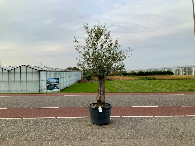 Olijfboom (olea europaea lessini) - afbeelding 1 van  1