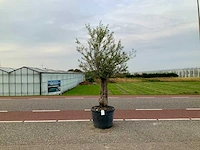Olijfboom (olea europaea lessini) - afbeelding 1 van  1