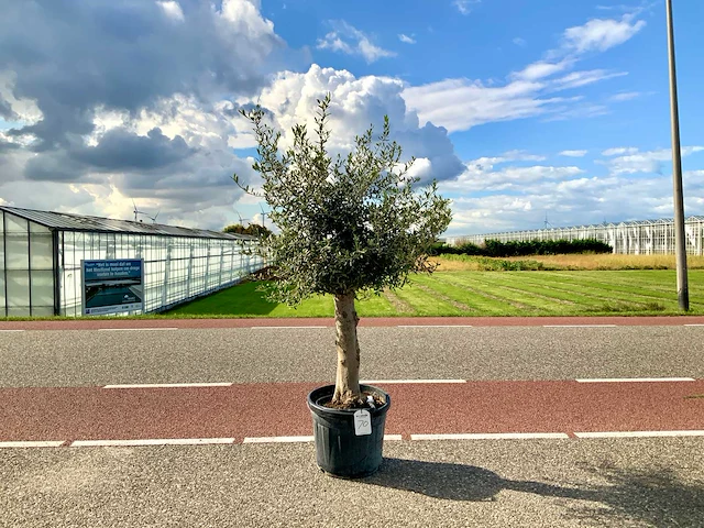 Olijfboom (olea europaea lessini) - afbeelding 1 van  1