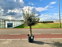 Olijfboom (olea europaea lessini) - afbeelding 1 van  1