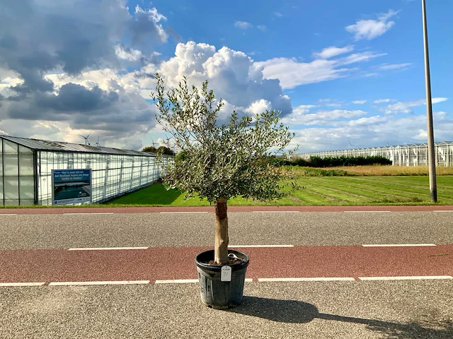 Olijfboom (olea europaea lessini) - afbeelding 1 van  1