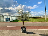 Olijfboom (olea europaea lessini) - afbeelding 1 van  1