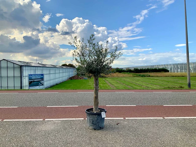 Olijfboom (olea europaea lessini) - afbeelding 1 van  1